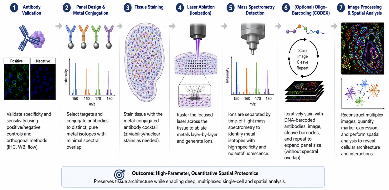 Technical roadmap from antibody validation and multiplex panel design through tissue staining, mass-spectrometry or barcoded detection, image processing and quantitative spatial analysis.